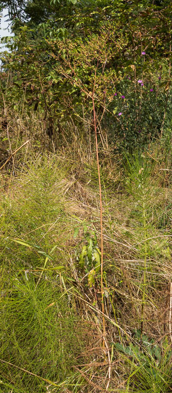 Euphorbia platyphyllos